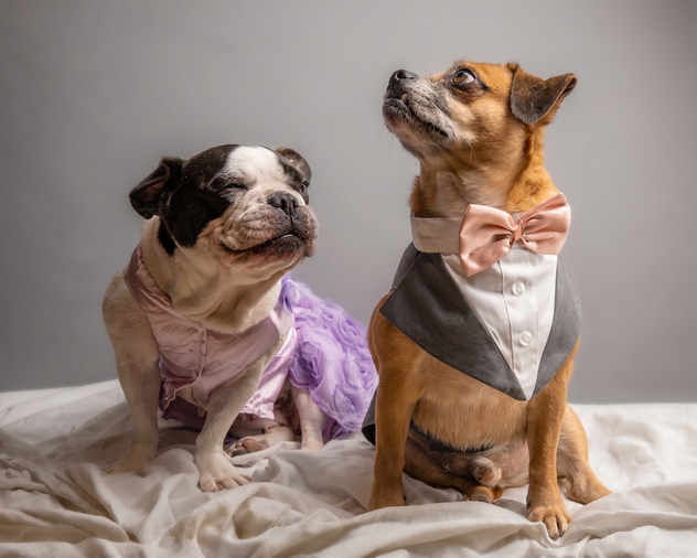 Two dressed-up dogs sitting together
